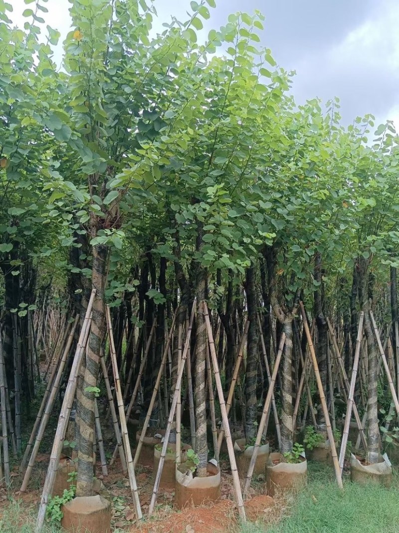 宫粉紫荆