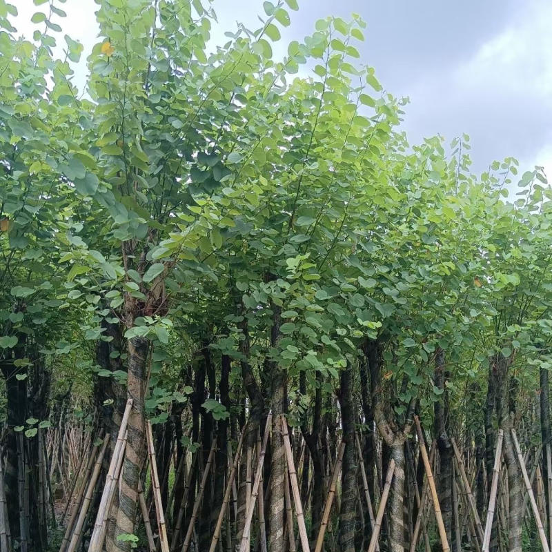 宫粉紫荆