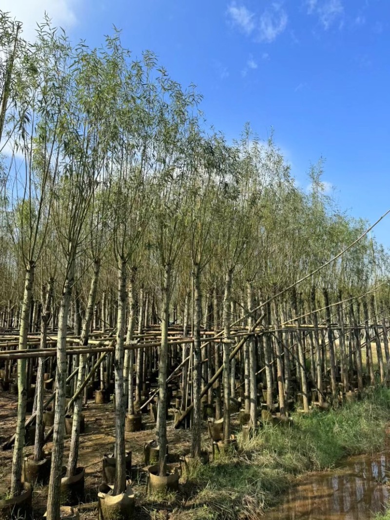 柳树