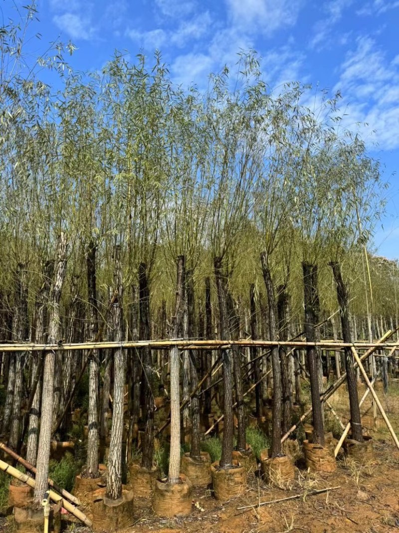 柳树