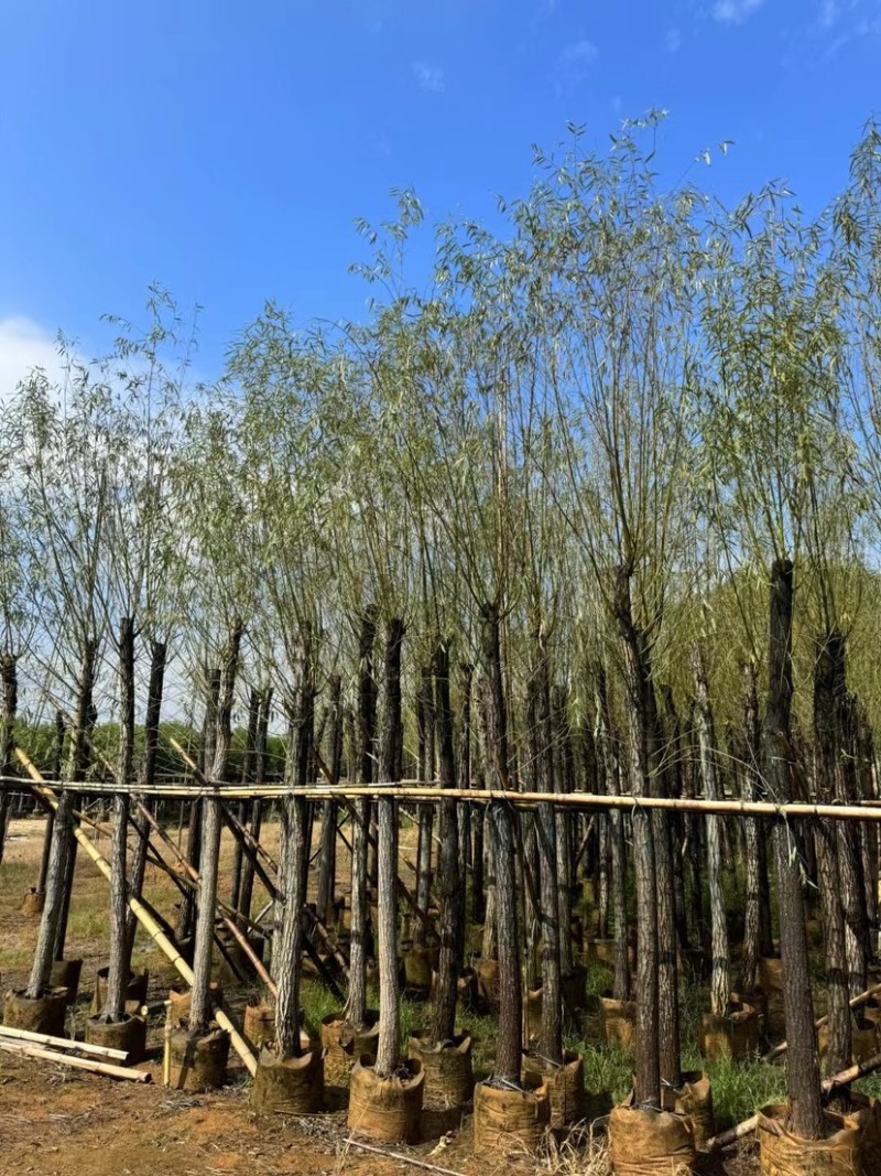柳树