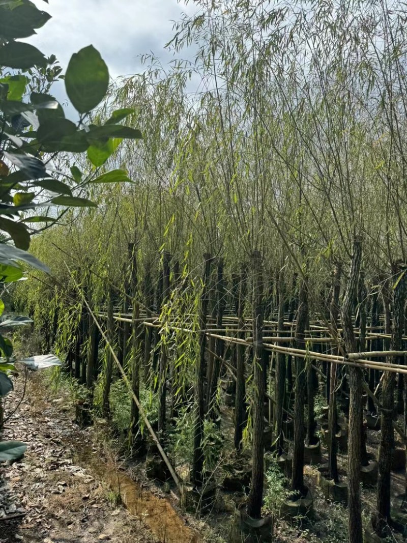 柳树