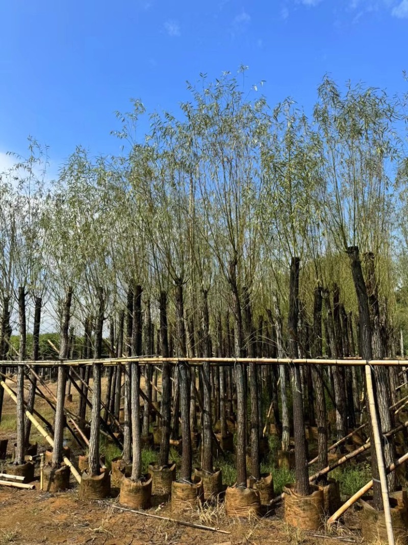 柳树