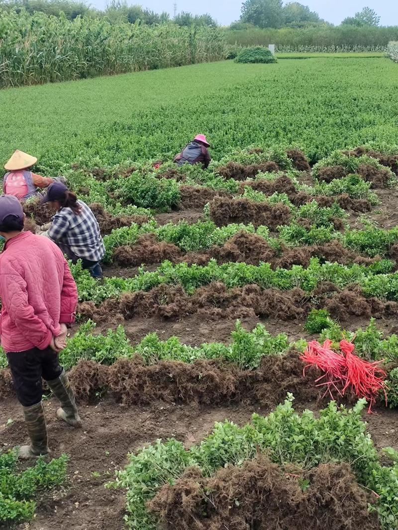 卫矛苗卫矛球有货园林绿化苗木