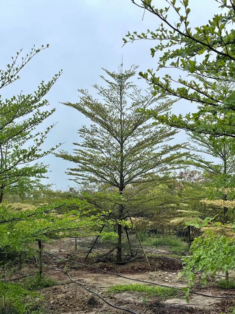 小叶榄仁