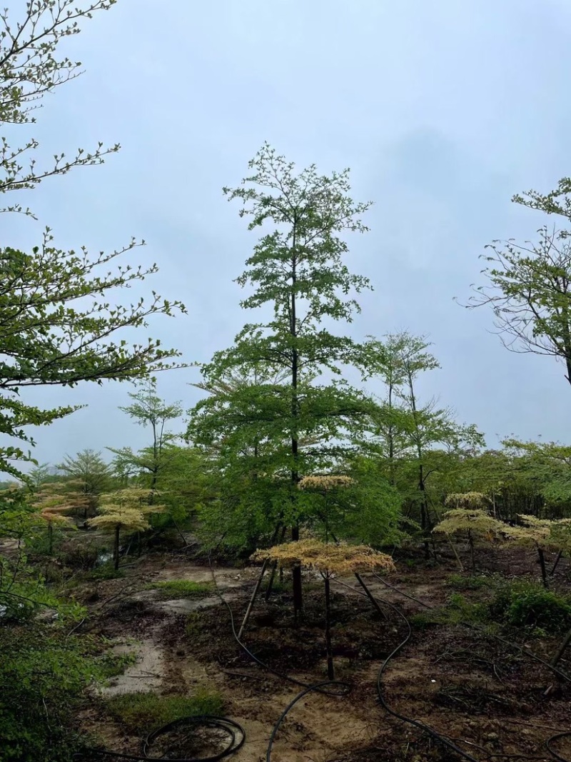 小叶榄仁