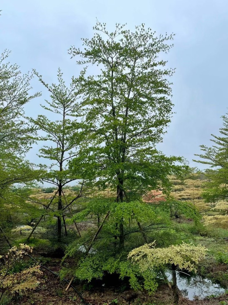 小叶榄仁