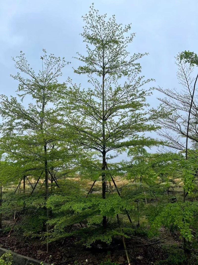 小叶榄仁