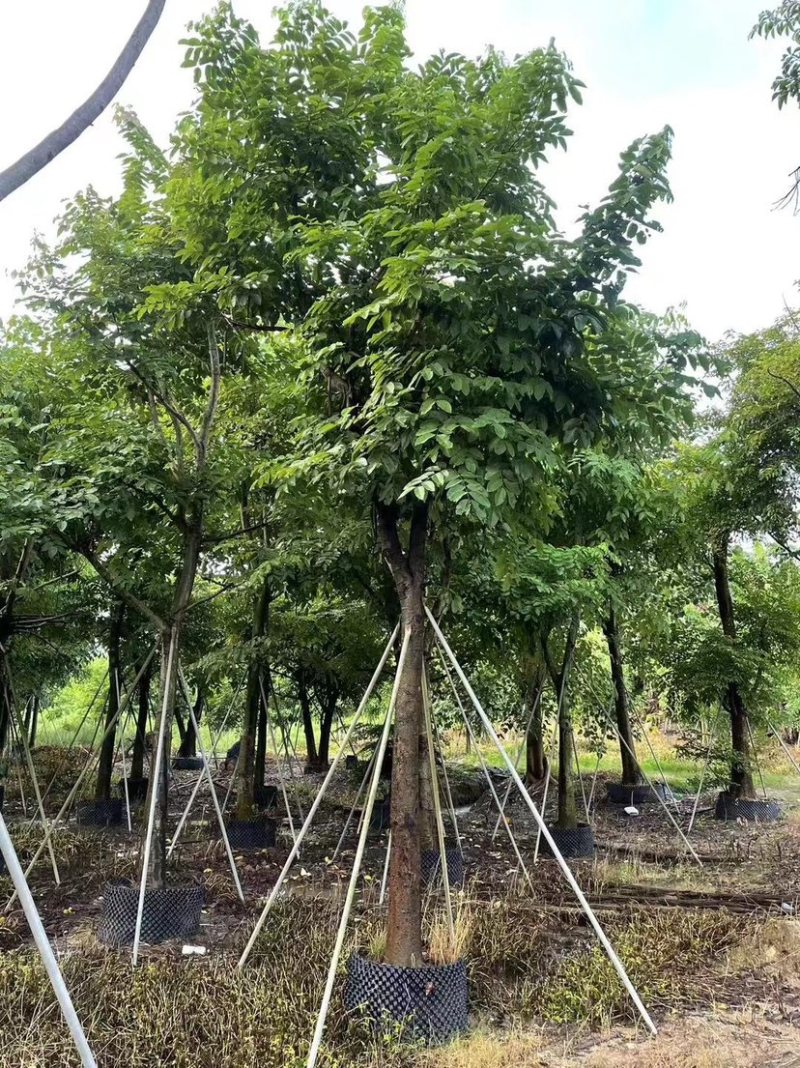 腊肠树