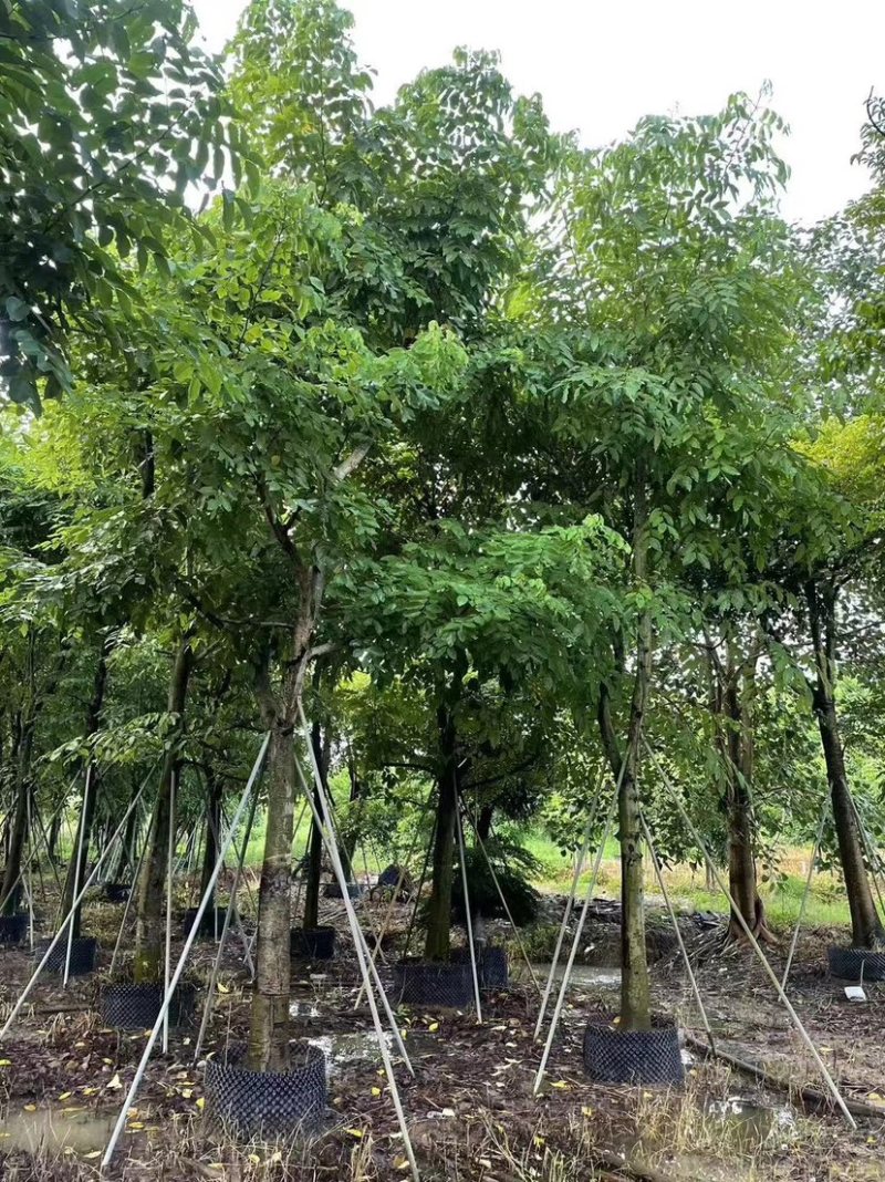 腊肠树