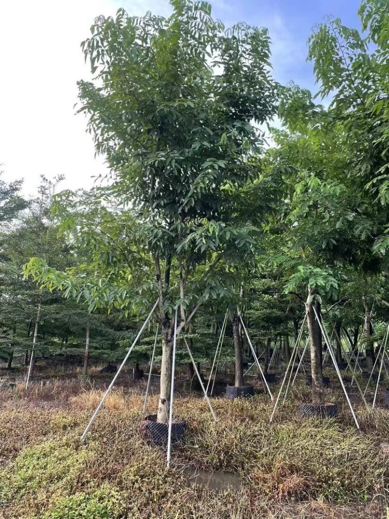 腊肠树