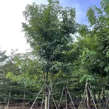 腊肠树