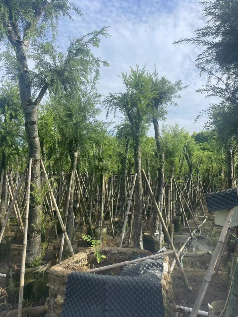 串钱柳