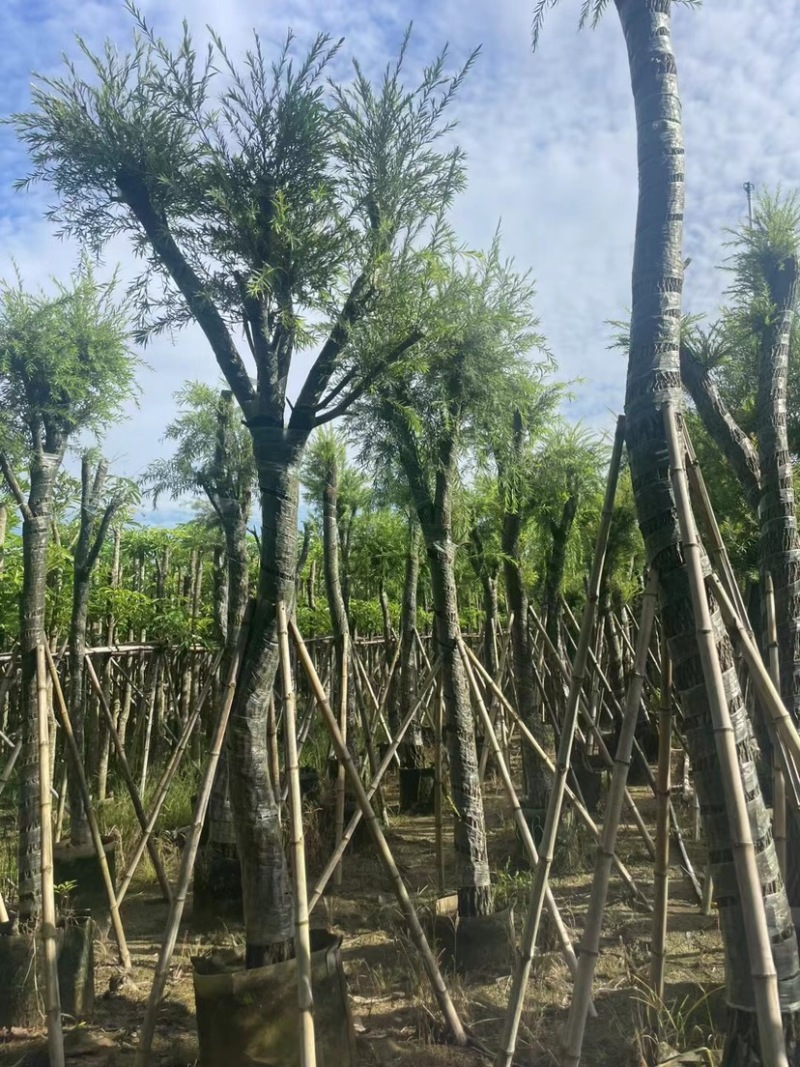 串钱柳