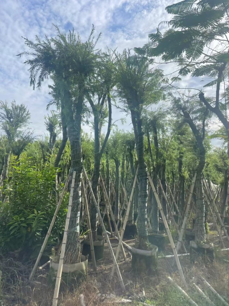 串钱柳