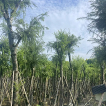 串钱柳
