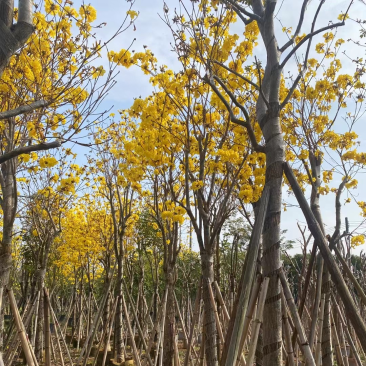 多花黄花风铃木