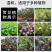西普达嘧菌酯农药杀菌剂叶斑病晚疫病白粉霜霉病纹枯早疫病