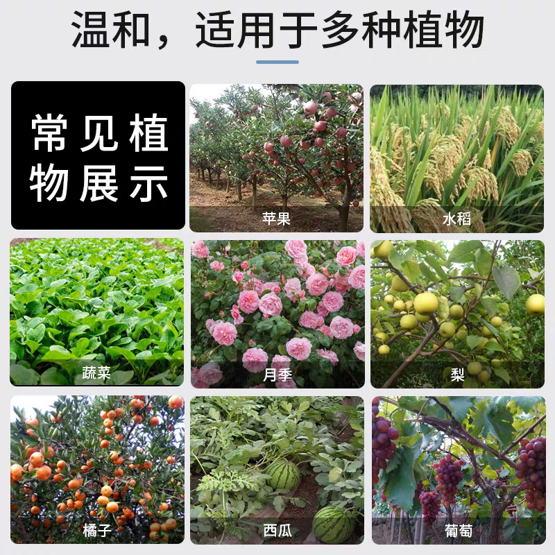 西普达嘧菌酯农药杀菌剂叶斑病晚疫病白粉霜霉病纹枯早疫病