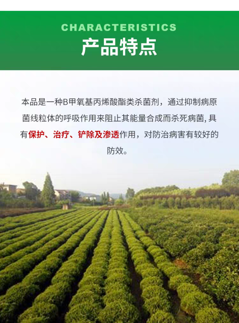 西普达嘧菌酯农药杀菌剂叶斑病晚疫病白粉霜霉病纹枯早疫病