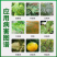 西普达嘧菌酯农药杀菌剂叶斑病晚疫病白粉霜霉病纹枯早疫病
