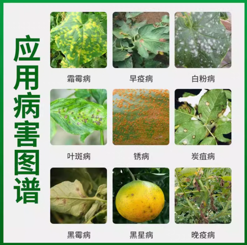 安道麦70%氟吡菌胺霜脲氰葡萄黄瓜霜霉病番茄晚疫病杀菌剂