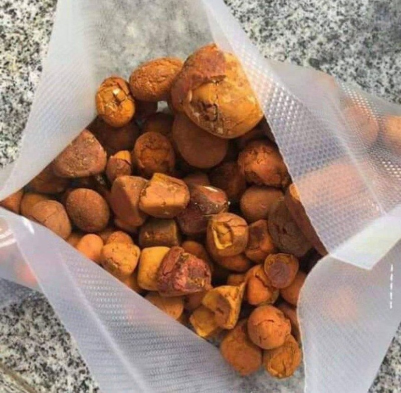 天然货牛黄新鲜屠宰场牛好出来的可以看货休