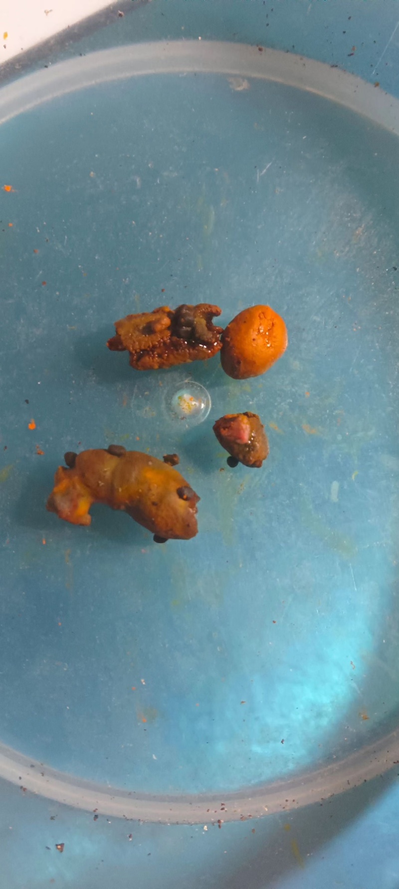 天然货牛黄新鲜屠宰场牛好出来的可以看货休