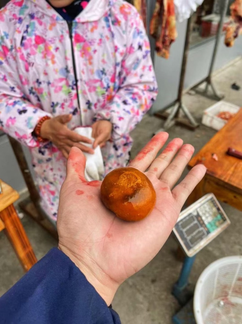 天然货牛黄新鲜屠宰场牛好出来的可以看货休