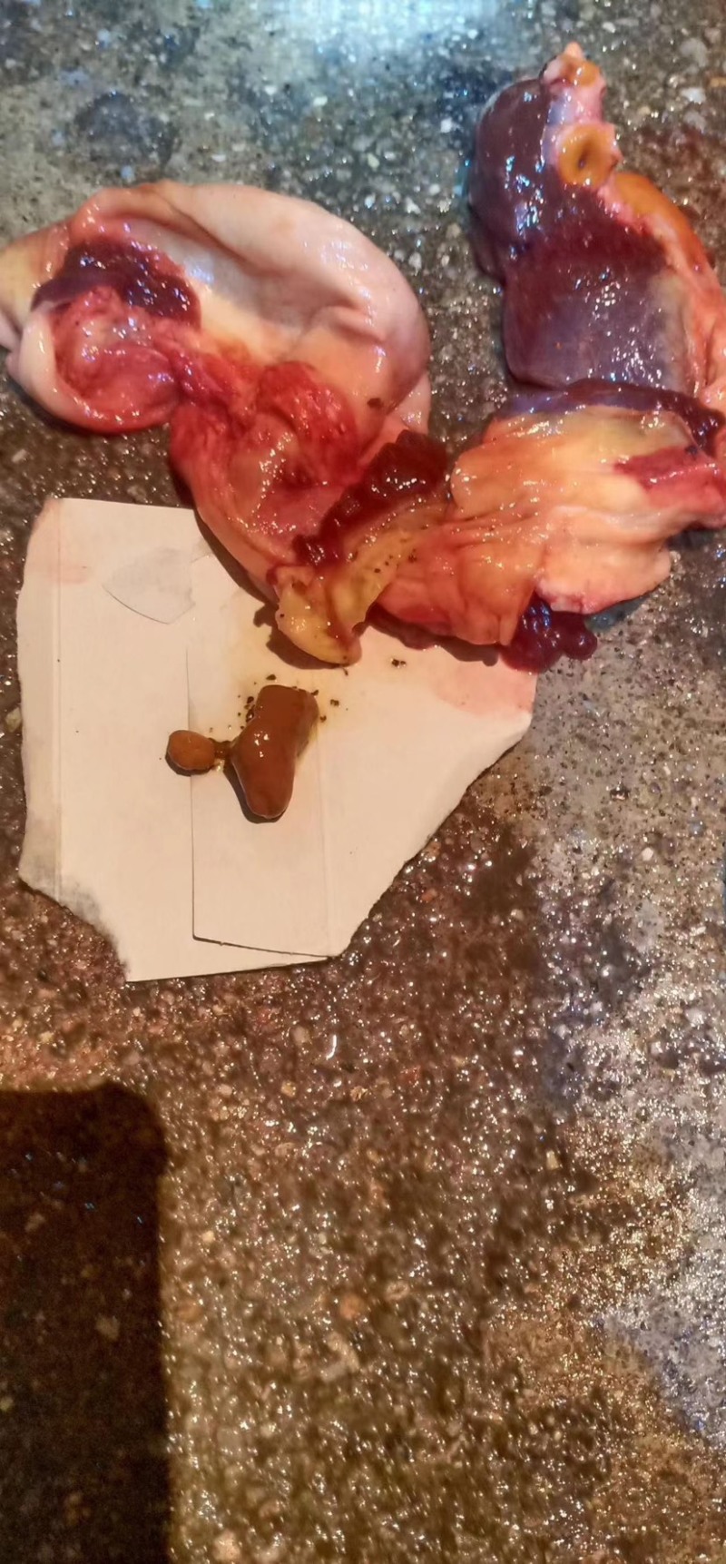 天然货牛黄新鲜屠宰场牛好出来的可以看货休