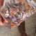 天然货牛黄新鲜屠宰场牛好出来的可以看货休