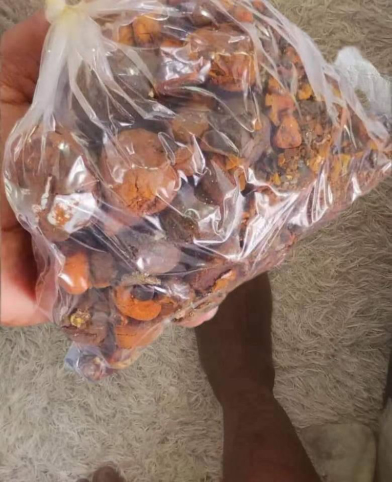 天然货牛黄新鲜屠宰场牛好出来的可以看货休