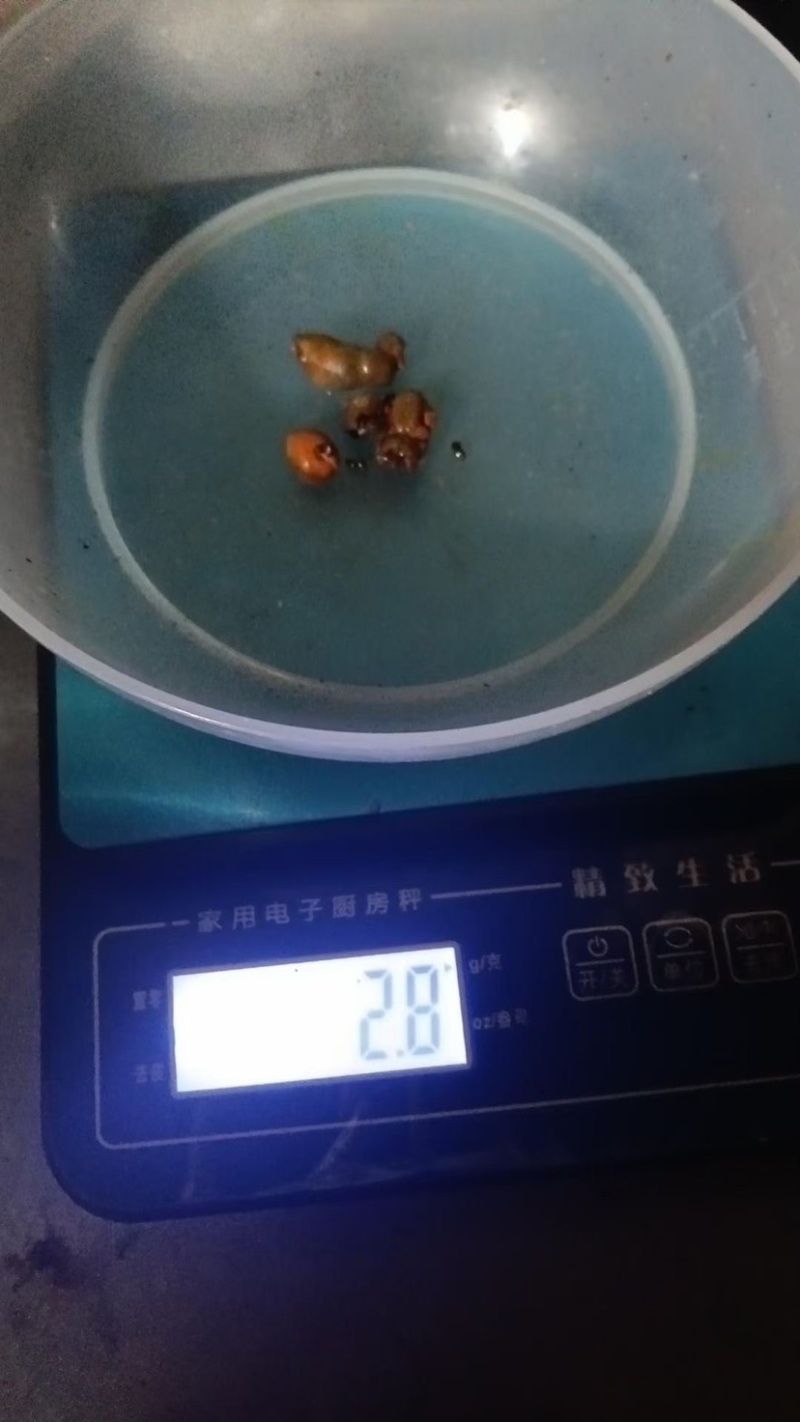 天然货牛黄新鲜屠宰场牛好出来的可以看货休