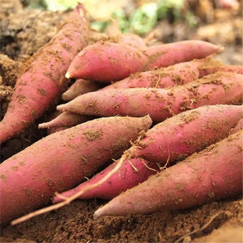 广东湛江产地西瓜红红薯大量上市一手货源全国发货
