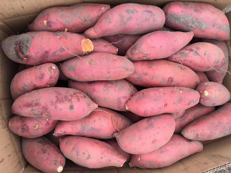 广东湛江产地西瓜红红薯大量上市一手货源全国发货