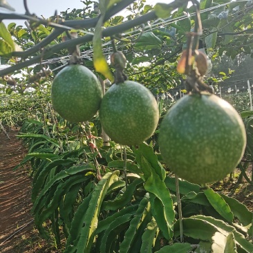 广东省湛江市硇洲岛百香果钦蜜9高