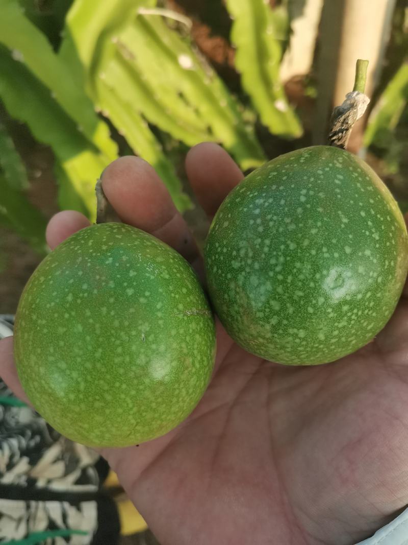 广东省湛江市硇洲岛百香果钦蜜9高
