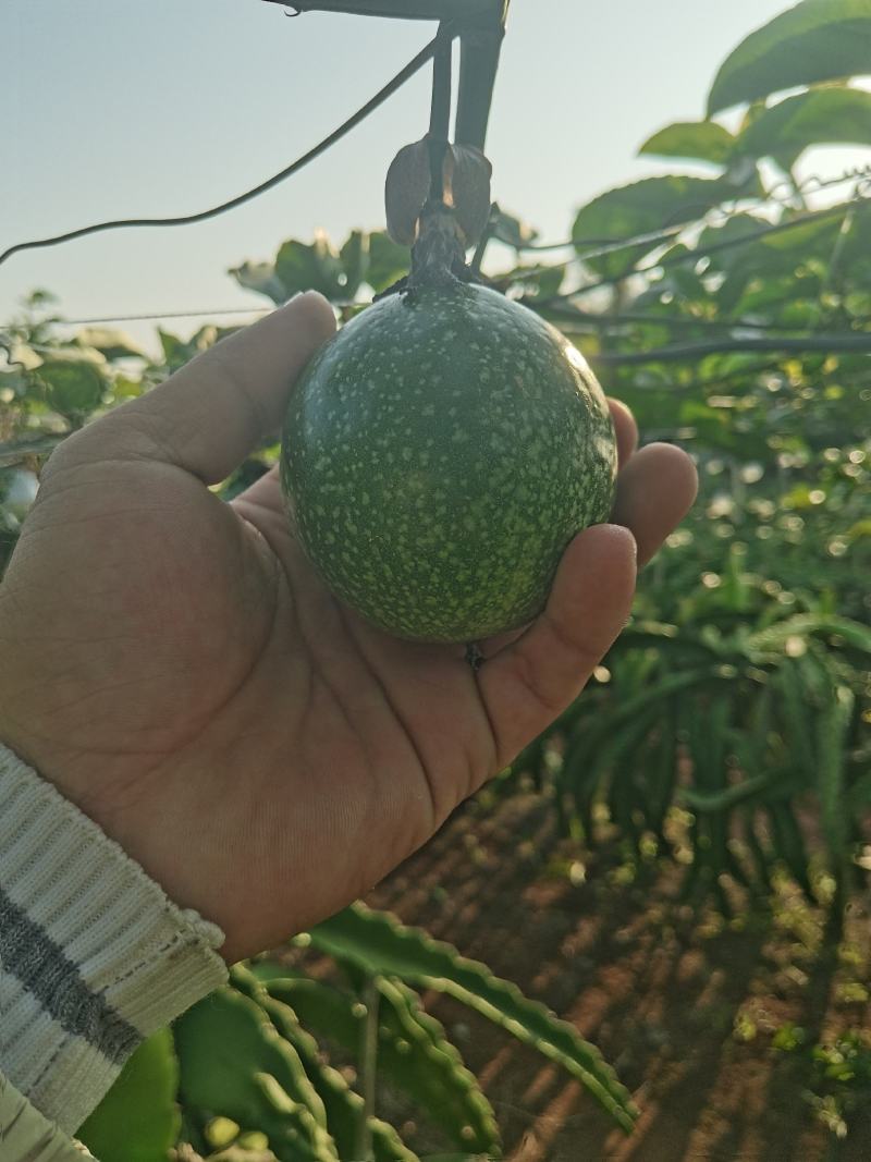 广东省湛江市硇洲岛百香果钦蜜9高