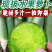 包邮紫美人水果萝卜甜脆水果型青红皮凤梨沙地潍坊心里美萝卜