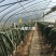 厂家直销蔬菜大棚骨架型号齐全量大可优惠全国发货