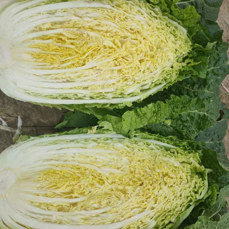 黄心白菜青杂品种多面积大工人专业