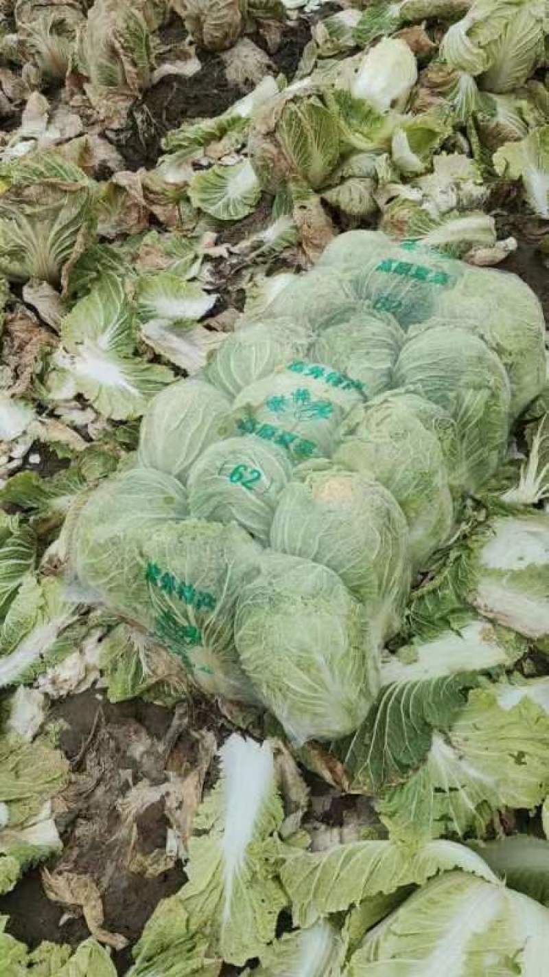黄心白菜青杂品种多面积大工人专业