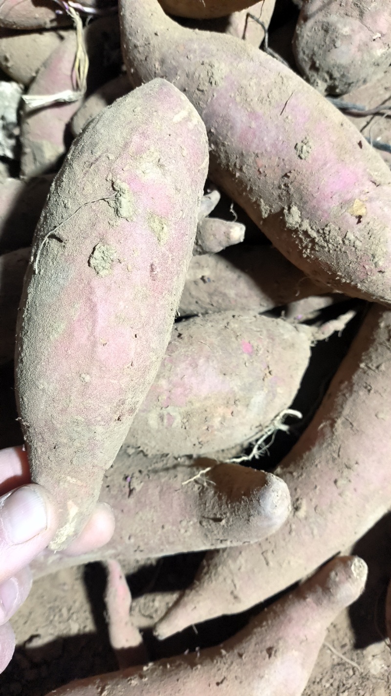 西瓜红种薯货源充足质量商城1全国发货各种红薯大量上市