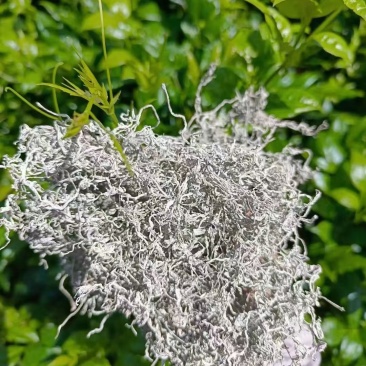 张家界霉茶