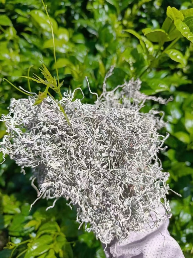张家界霉茶
