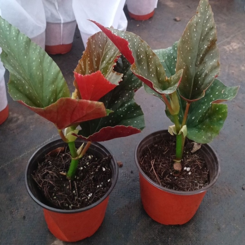 竹节海棠花卉盆栽大叶斑点易活四季阳台观叶秋海棠木本植物