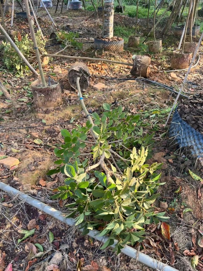 多花黄花风铃木