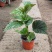竹节海棠花卉盆栽大叶斑点易活四季阳台观叶秋海棠木本植物