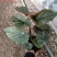 竹节海棠花卉盆栽大叶斑点易活四季阳台观叶秋海棠木本植物