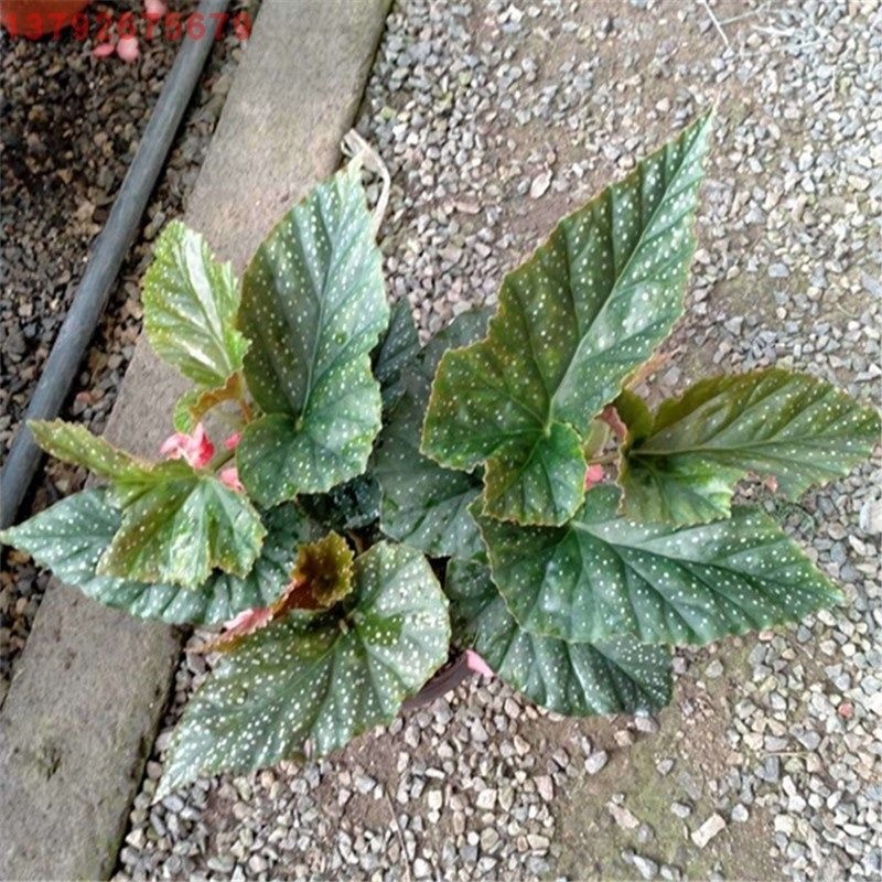 竹节海棠花卉盆栽大叶斑点易活四季阳台观叶秋海棠木本植物